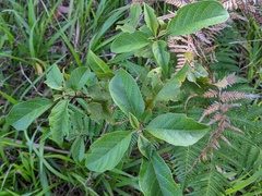 Clerodendrum tomentosum