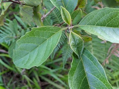 Clerodendrum tomentosum