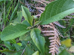 Clerodendrum tomentosum