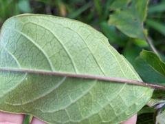 Clerodendrum tomentosum
