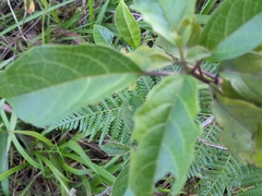 Clerodendrum tomentosum