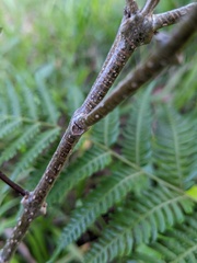 Clerodendrum tomentosum