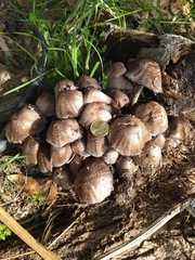 Coprinopsis romagnesiana