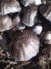 Coprinopsis romagnesiana