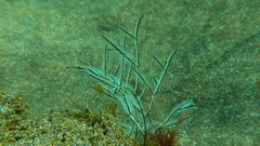 Macrorhynchia philippina