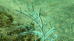 Macrorhynchia philippina