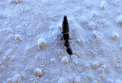 Xantholinus linearis