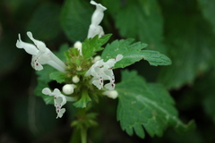 Lamium bifidum