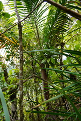 Acanthophoenix crinita