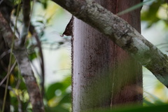Acanthophoenix crinita
