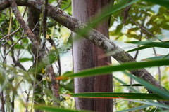 Acanthophoenix crinita