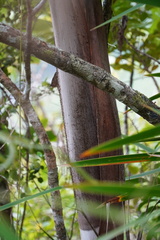 Acanthophoenix crinita