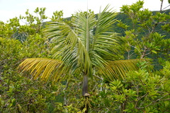 Acanthophoenix crinita