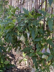 Clematis cirrhosa