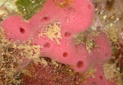 Haliclona mediterranea