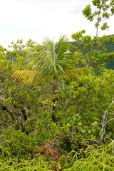 Acanthophoenix crinita