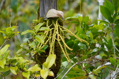 Acanthophoenix crinita
