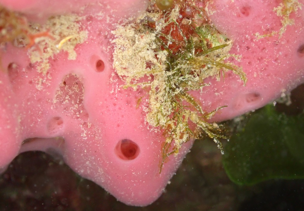 pink tube sponge