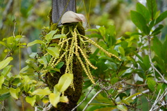 Acanthophoenix crinita