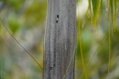 Acanthophoenix crinita