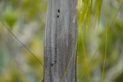 Acanthophoenix crinita