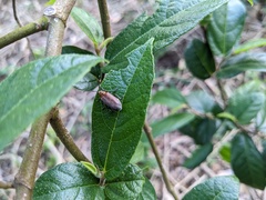 Poneridia semipullata