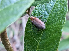 Poneridia semipullata