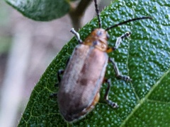 Poneridia semipullata