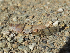 Sphingonotus lluciapomaresi