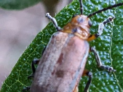 Poneridia semipullata