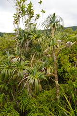 Pandanus montanus