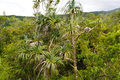 Pandanus montanus