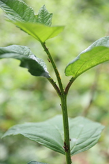Aphis spiraecola