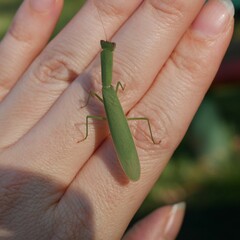 Orthodera