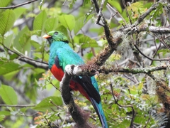 Pharomachrus auriceps