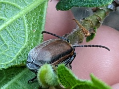 Poneridia semipullata