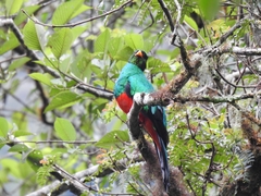 Pharomachrus auriceps