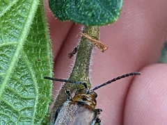 Poneridia semipullata