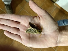 Lemonia philopalus