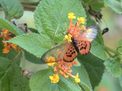 Acraea lia
