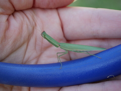 Orthodera