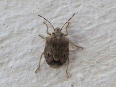 Holcogaster fibulata