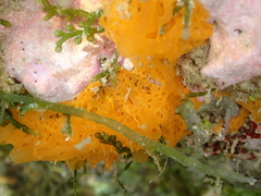 Clathrina rubra