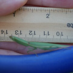 Orthodera