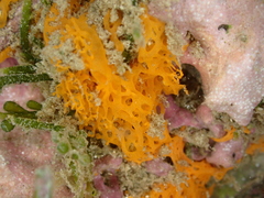 Clathrina rubra