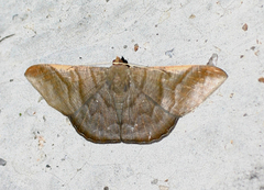 Sphacelodes vulneraria