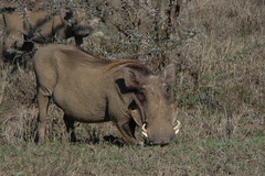 Phacochoerus africanus massaicus