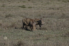 Phacochoerus africanus massaicus
