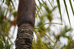 Acanthophoenix crinita