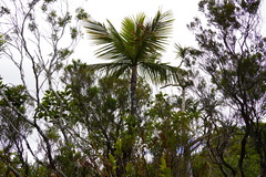 Acanthophoenix crinita